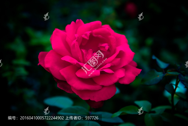 紅玫瑰