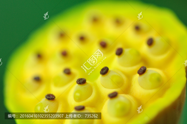 蓮蓬