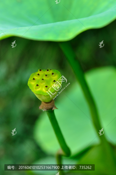 蓮蓬