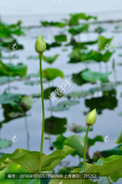荷花
