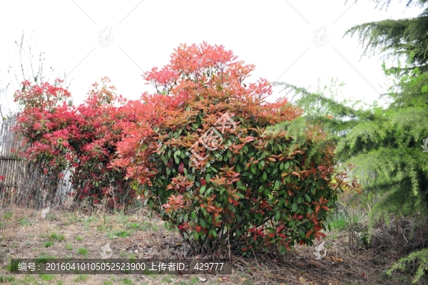 紅葉,,紅葉石楠