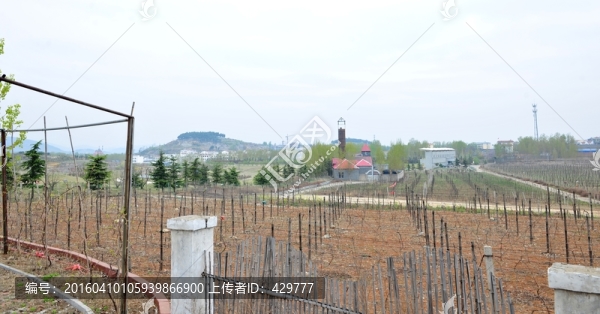 葡萄種植,,葡萄園