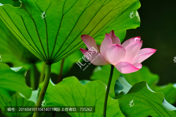 荷花