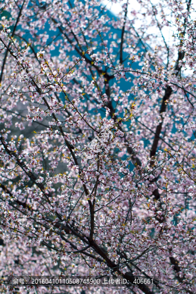 櫻花