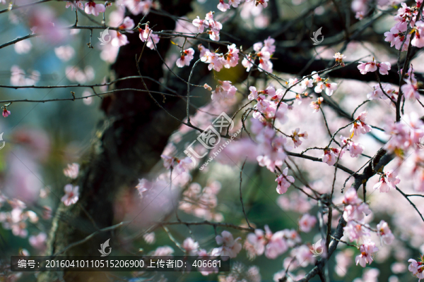 櫻花