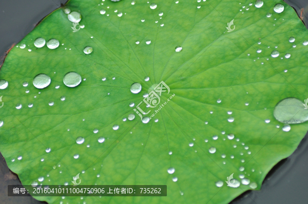 荷葉