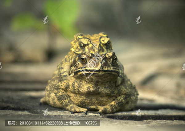 蟾,蜍