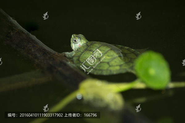 巴西龜