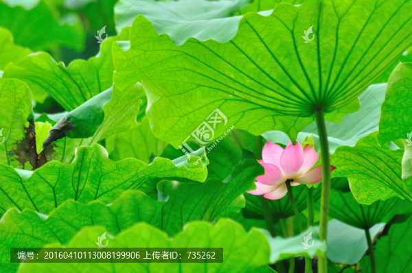 荷花