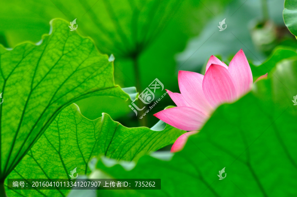 荷花
