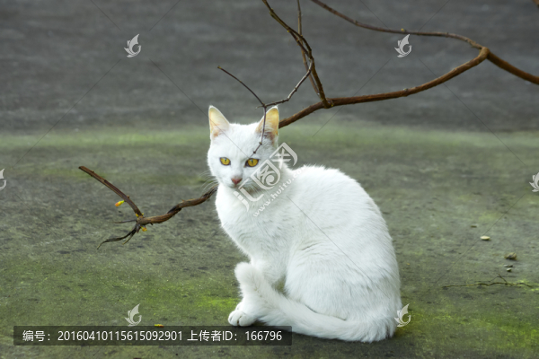 白貓