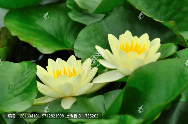 睡蓮