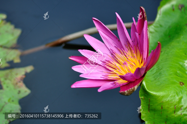 睡蓮
