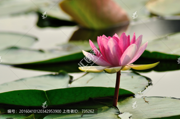 睡蓮