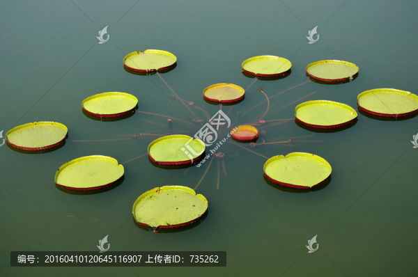 霸王蓮