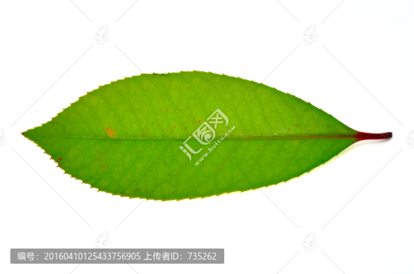 一片葉子