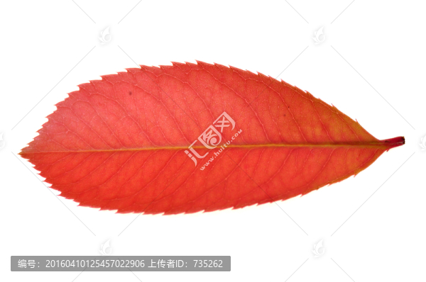 一片葉子