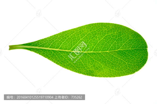 一片葉子