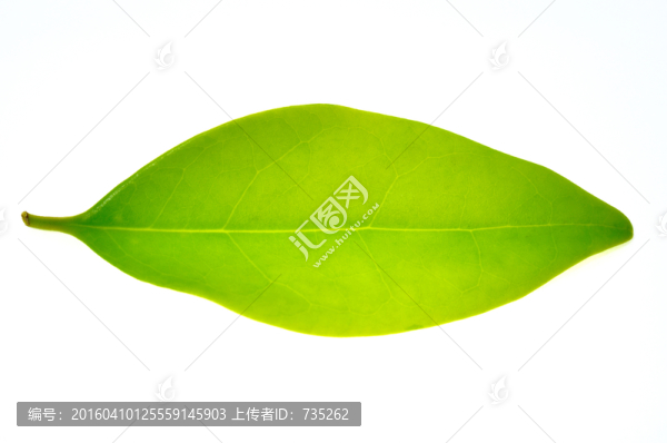 一片葉子