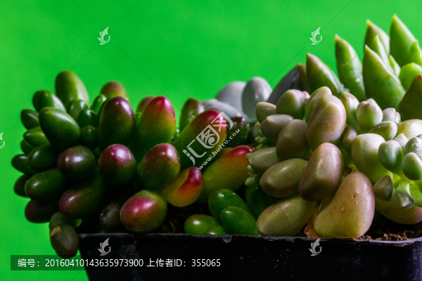 多肉植物