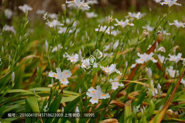 蘭花