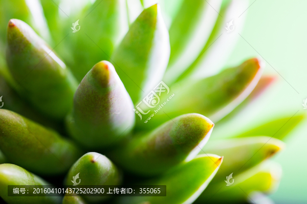 多肉植物