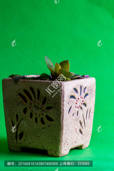 多肉植物