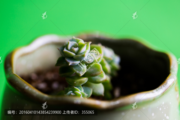 多肉植物
