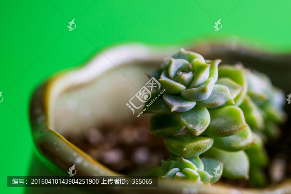 多肉植物