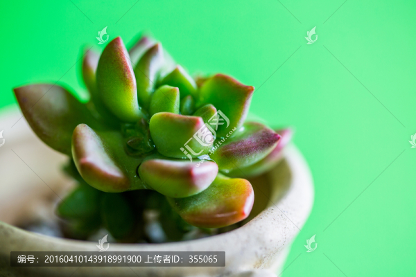 多肉植物