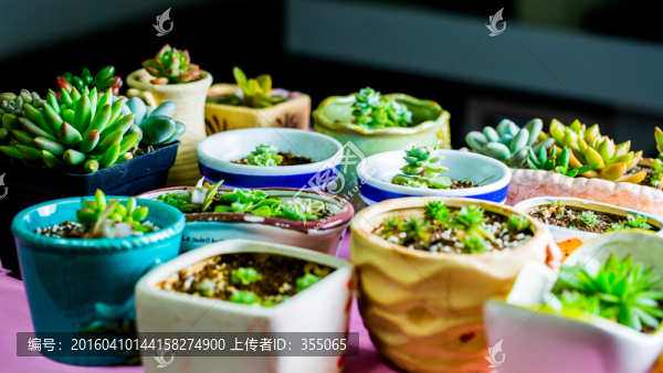 多肉植物