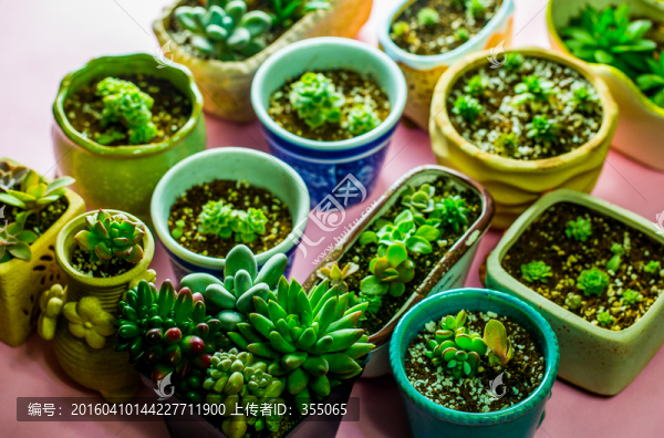 多肉植物