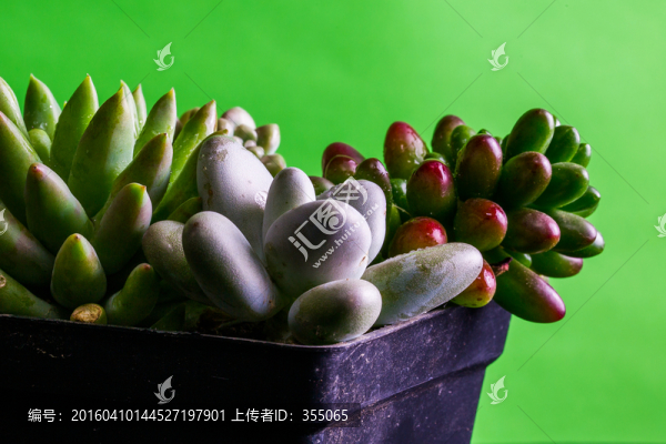 多肉植物