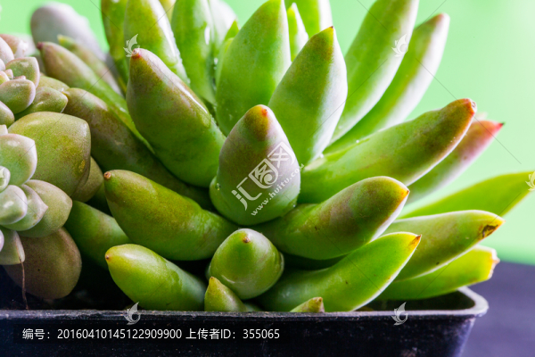 多肉植物