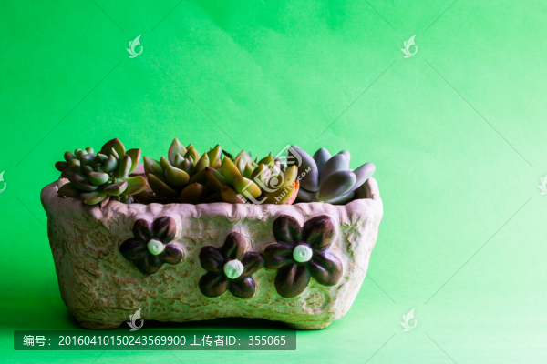 多肉植物