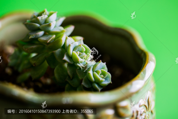 多肉植物