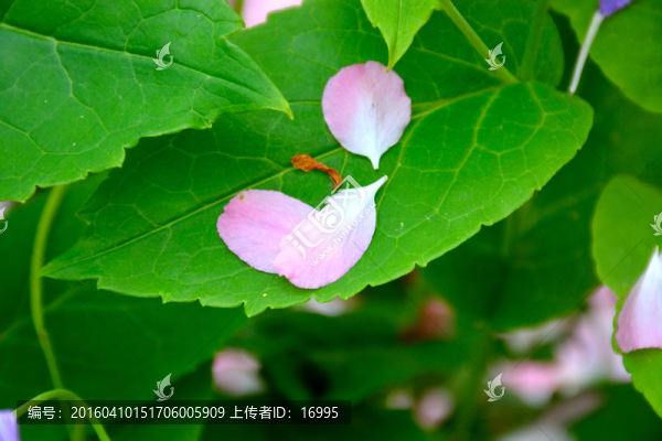 花瓣