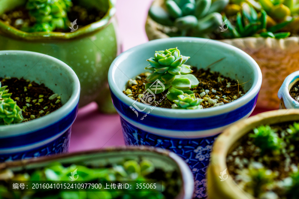多肉植物