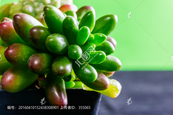 多肉植物