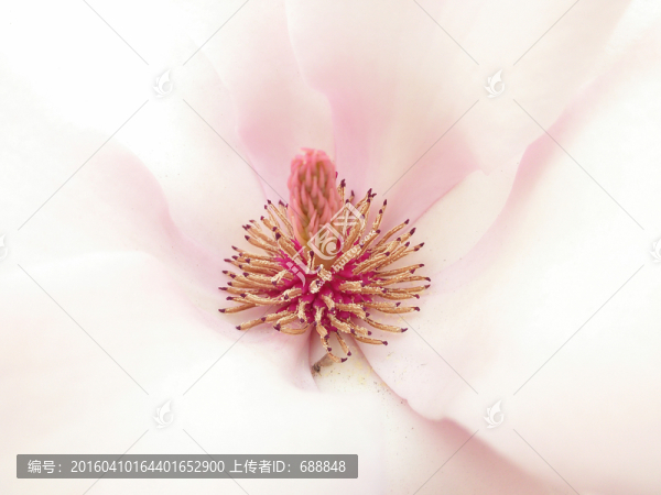 玉蘭花