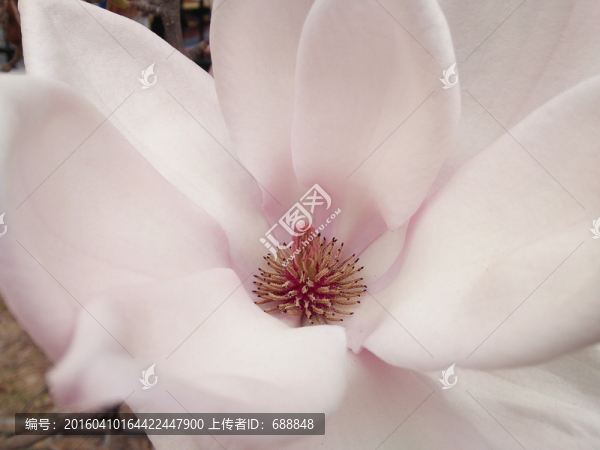 玉蘭花