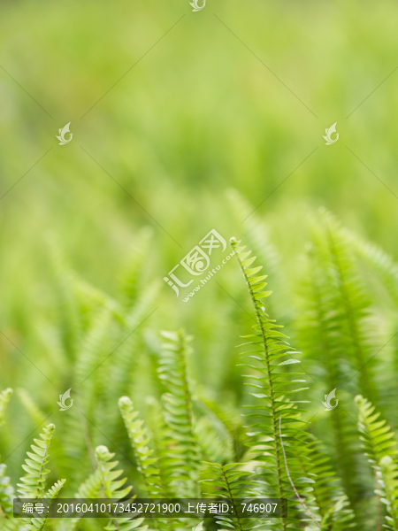 草叢