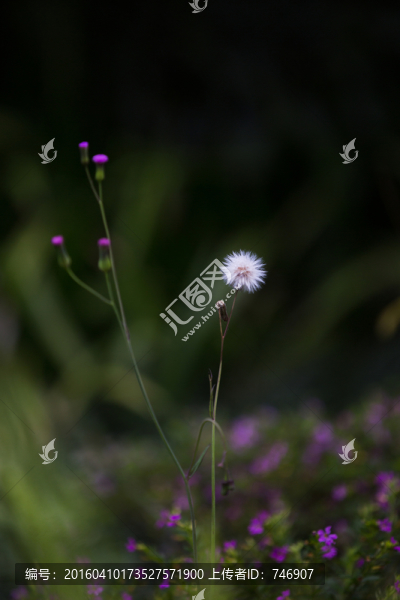 春天的小花