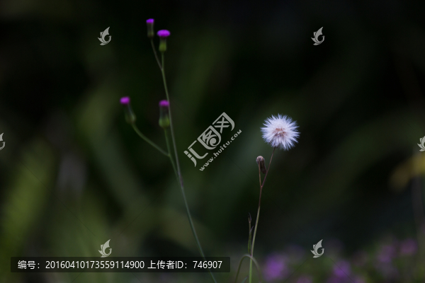 小花