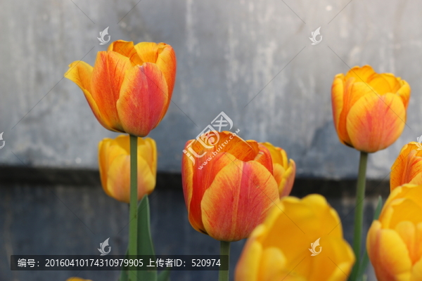 郁金香