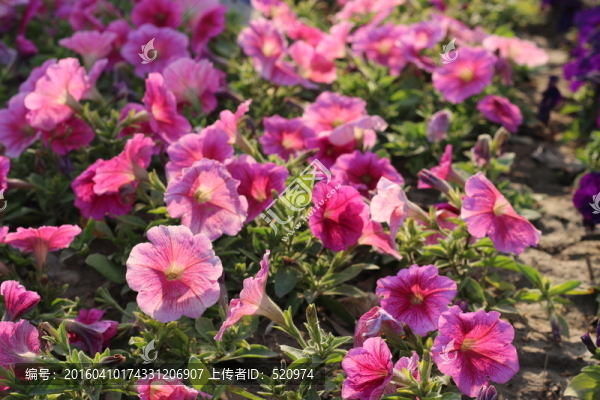 花海