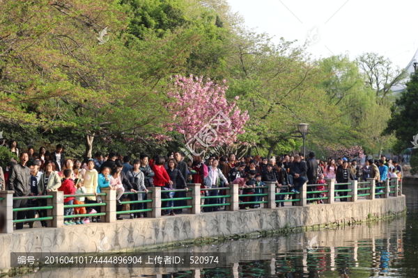 賞花