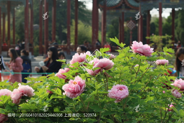 牡丹