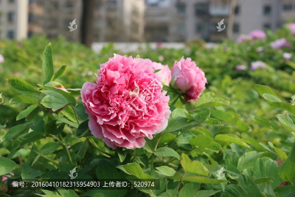 牡丹