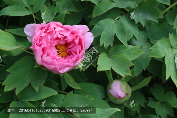 牡丹